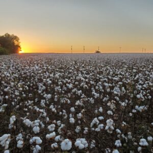 The Fields Are White For Harvest | I Stand In The Gap