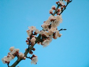 spring-blossoms